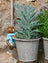 Jardinopia Pot Buddies - Beatrix Potter: Tom Kitten