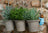 Jardinopia Pot Buddies - Beatrix Potter: Tom Kitten