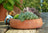 Jardinopia Pot Buddies - Beatrix Potter: Tom Kitten
