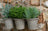 Jardinopia Pot Buddies - Beatrix Potter: Squirrel Nutkin