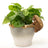 Jardinopia Pot Buddies - Beatrix Potter: Squirrel Nutkin