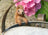 Jardinopia Pot Buddies - Beatrix Potter: Squirrel Nutkin