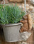 Jardinopia Pot Buddies - Beatrix Potter: Squirrel Nutkin