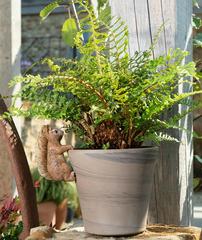 Jardinopia Pot Buddies - Beatrix Potter: Squirrel Nutkin