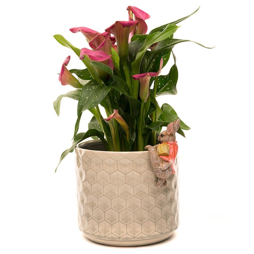 Jardinopia Pot Buddies - Beatrix Potter: Flopsy Bunny