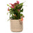 Jardinopia Pot Buddies - Beatrix Potter: Flopsy Bunny