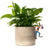 Jardinopia Pot Buddies - Disney Mickey & Friends Goofy