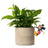 Jardinopia Pot Buddies - Disney Mickey & Friends Mickey