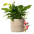 Jardinopia Pot Buddies - Disney Mickey & Friends Minnie