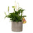 Jardinopia Pot Buddies - Disney Winnie The Pooh Bear Hanging