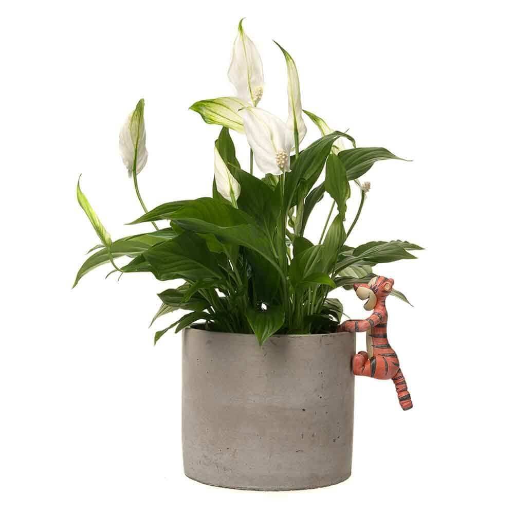 Jardinopia Pot Buddies - Disney Winnie The Pooh Tigger Bouncing