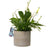 Jardinopia Pot Buddies - Disney Winnie The Pooh Eeyore Hanging
