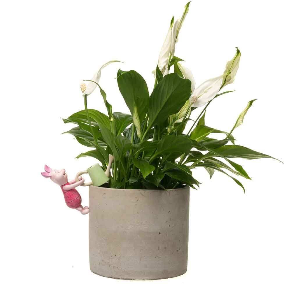 Jardinopia Pot Buddies - Disney Winnie The Pooh Piglet With Watering Can