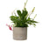 Jardinopia Pot Buddies - Disney Winnie The Pooh Piglet With Watering Can