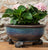 Jardinopia Potty Feet - Antique Bronze Hedgehog (Set Of 3)