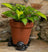 Jardinopia Potty Feet - Antique Bronze Snail (Set Of 3)