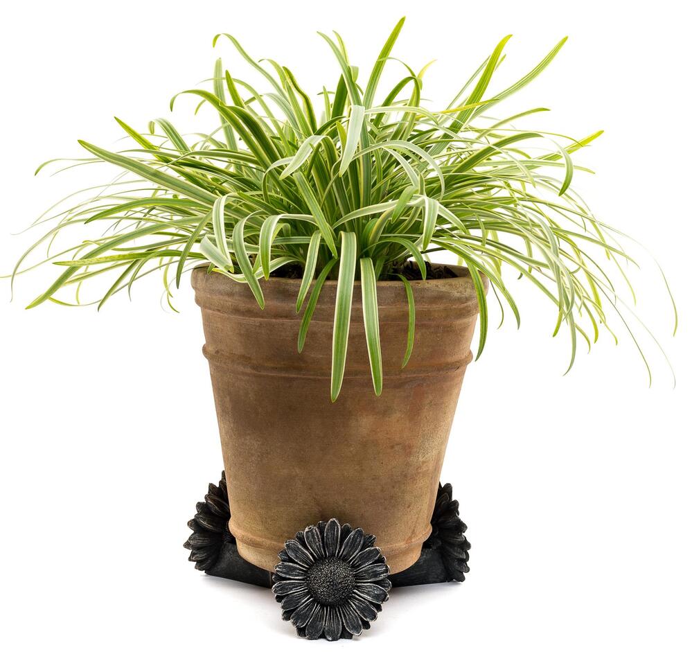 Jardinopia Potty Feet - Antique Bronze Daisy (Set Of 3)