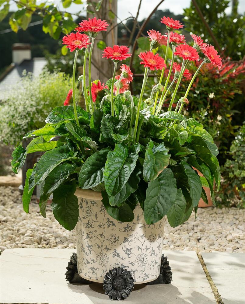 Jardinopia Potty Feet - Antique Bronze Daisy (Set Of 3)