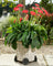 Jardinopia Potty Feet - Antique Bronze Daisy (Set Of 3)