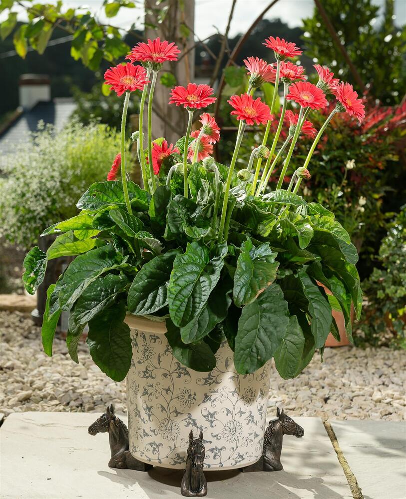 Jardinopia Potty Feet - Antique Bronze Horses Head (Set Of 3)