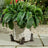 Jardinopia Potty Feet - Antique Bronze Border Collie (Set Of 3)