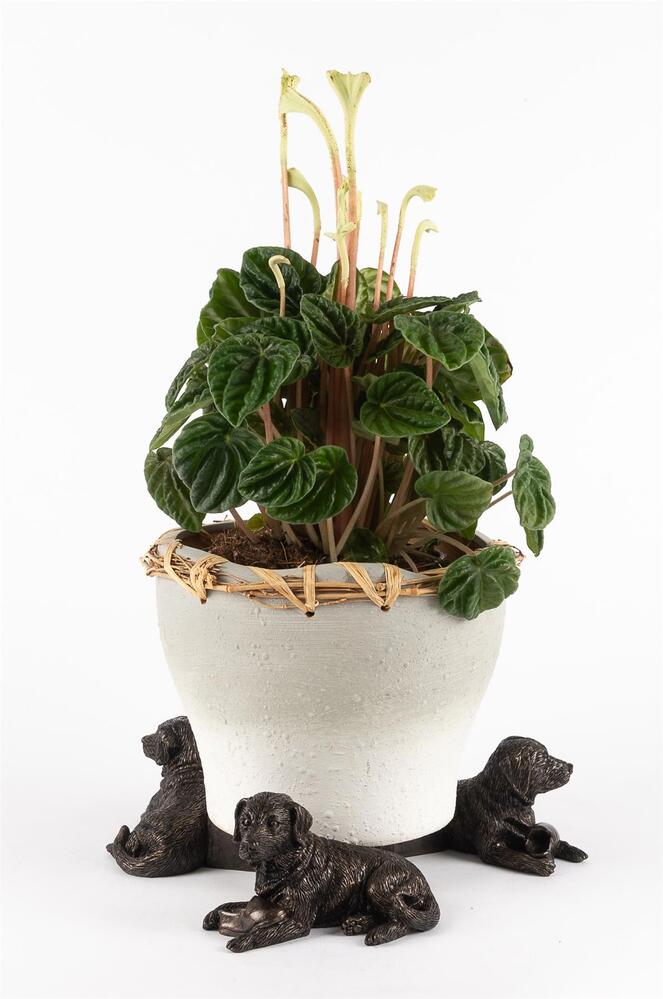 Jardinopia Potty Feet - Antique Bronze Resting Labrador (Set Of 3)