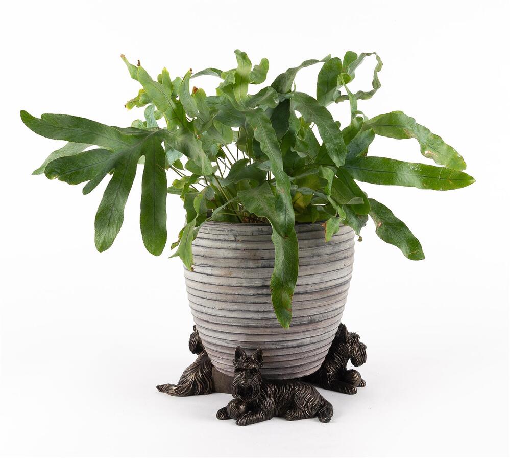 Jardinopia Potty Feet - Antique Bronze Scottish Terrier (Set Of 3)