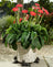 Jardinopia Potty Feet - Antique Bronze Scottish Terrier (Set Of 3)