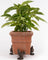 Jardinopia Potty Feet - Antique Bronze Chicken (Set Of 3)