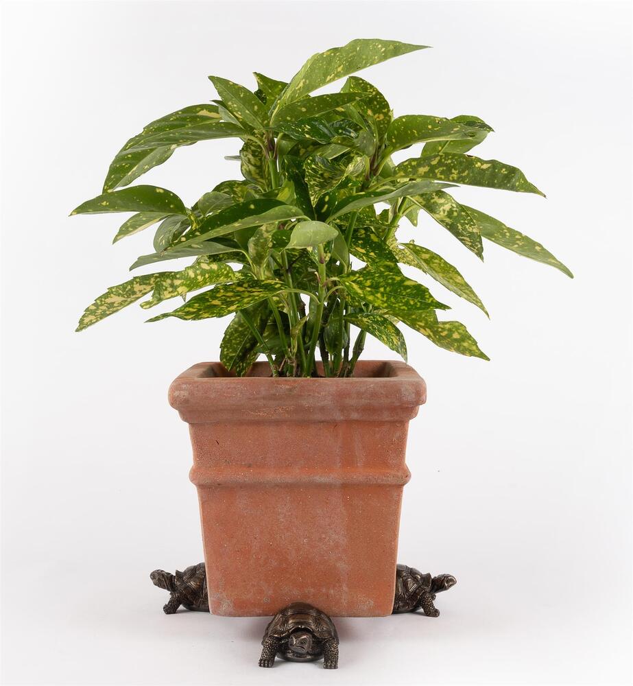 Jardinopia Potty Feet - Antique Bronze Tortoise (Set Of 3)