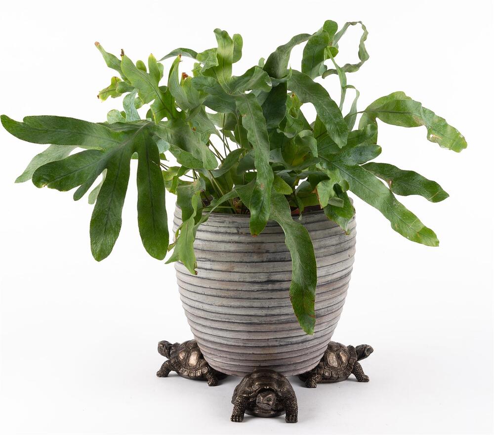 Jardinopia Potty Feet - Antique Bronze Tortoise (Set Of 3)