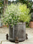 Jardinopia Potty Feet - Antique Bronze Koala (Set Of 3)