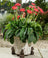 Jardinopia Potty Feet - Antique Bronze Koala (Set Of 3)