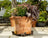 Jardinopia Potty Feet - Antique Bronze Shih-tzu (Set Of 3)