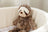 Mary Meyer - Marshmallow Zoo - Junior Sloth Plush 23cm