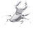 Metal Earth - 3D Metal Model Kit - Stag Beetle