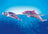 Playmobil Magic - Starter Pack Mermaids