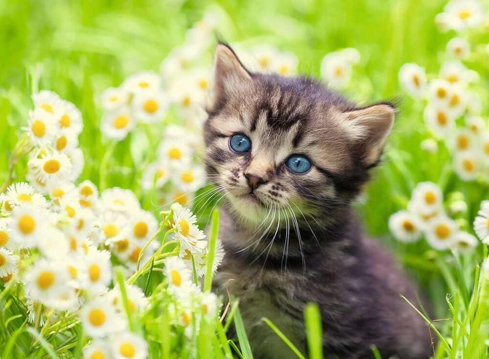 Ravensburger Puzzle 500pc - Kitten in the Meadow