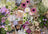 Ravensburger Puzzle 1000pc - For the Love of Flowers
