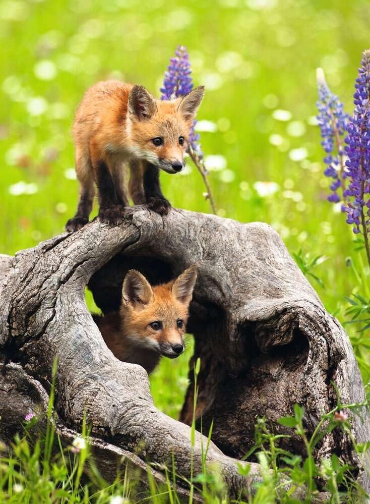 Ravensburger Puzzle 300pc - Curious Foxes