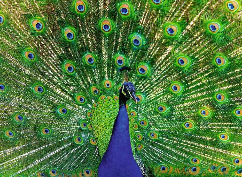 Ravensburger Puzzle 500pc - Peacock