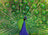 Ravensburger Puzzle 500pc - Peacock