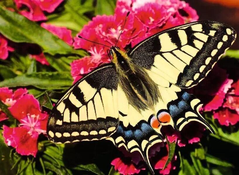 Ravensburger Puzzle 500pc - Butterfly
