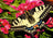 Ravensburger Puzzle 500pc - Butterfly