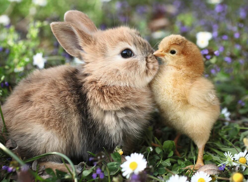 Ravensburger Puzzle 500pc - Rabbit and Chick