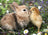 Ravensburger Puzzle 500pc - Rabbit and Chick