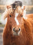 Ravensburger Puzzle 500pc - The Little Rider