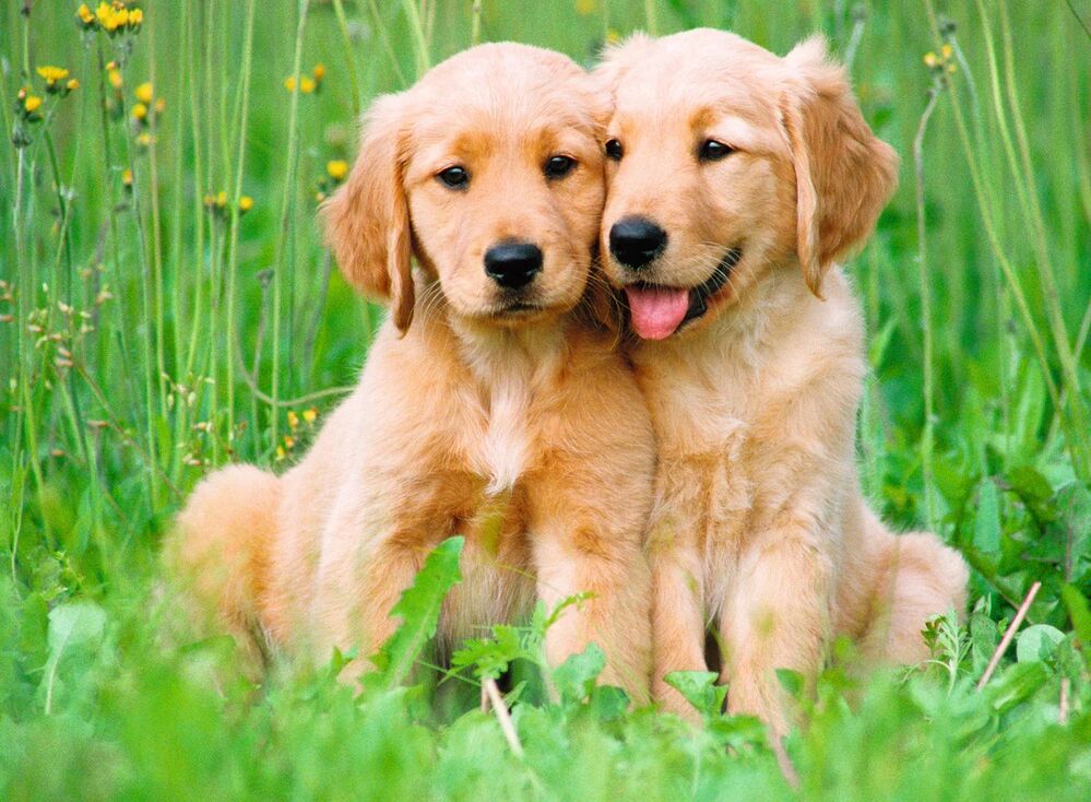 Ravensburger Puzzle 500pc - The Golden Retriever Brothers