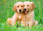 Ravensburger Puzzle 500pc - The Golden Retriever Brothers