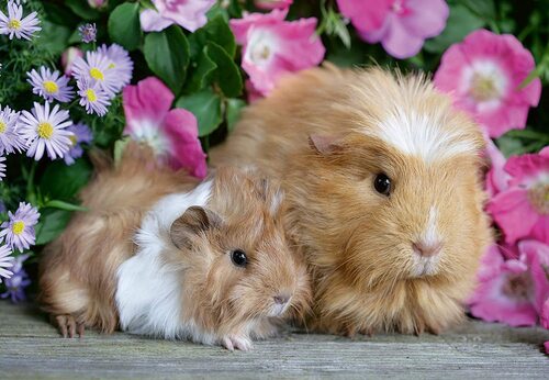 Ravensburger Puzzle 2 x 12pc - Guinea Pigs & Bunnies